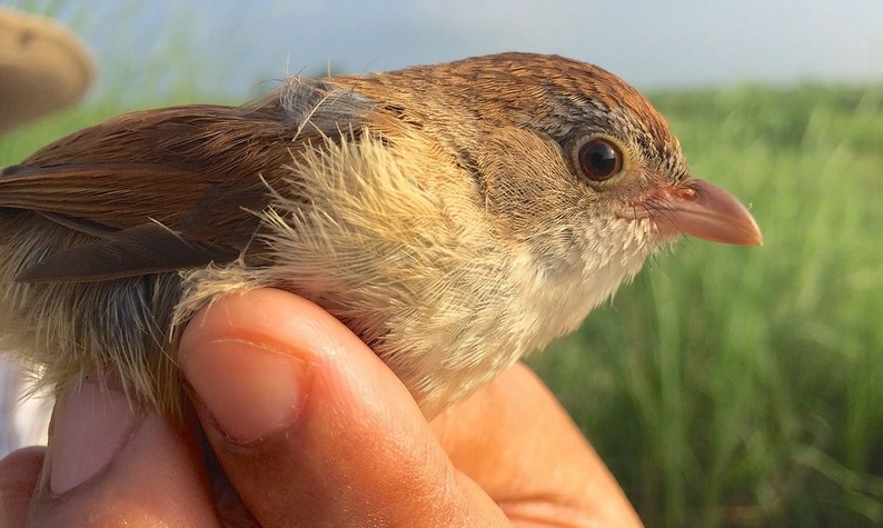 Jerdons-Babbler-myanmar