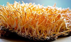 Cordyceps Militaris