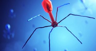 Bacteriophage Market